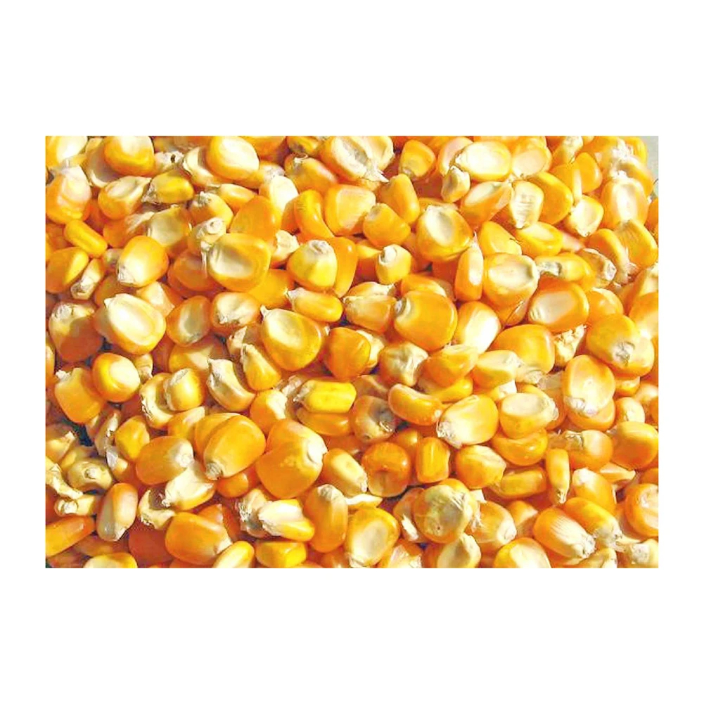 Non GMO Yellow Corn Sweet Corn Yellow Corn Maize for Sale in Bulk