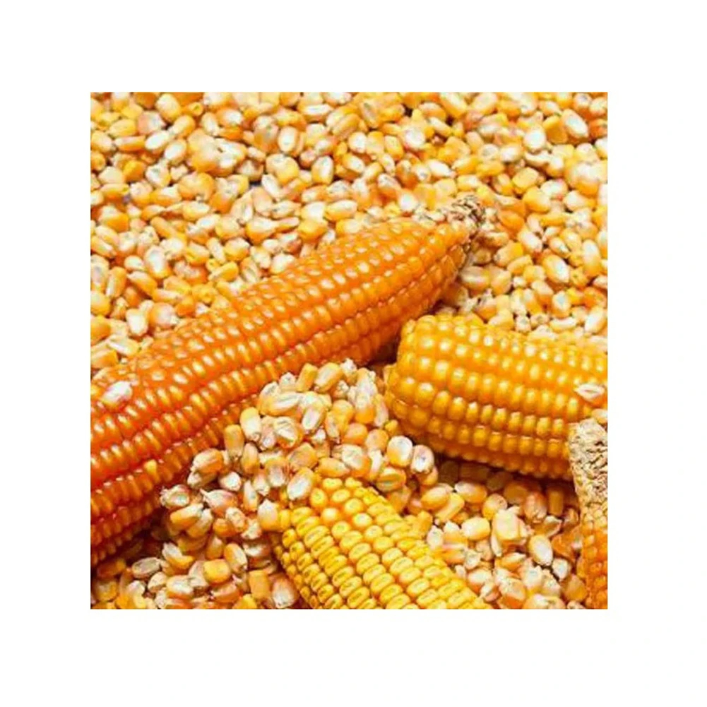 High Quality Yellow Corn Maize for Animal & Poultry Feed