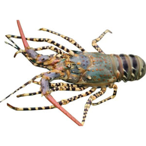 Premium Live Lobster From Kenya Frozen Whole Dried Succulent Fresh Lobster Experience Today