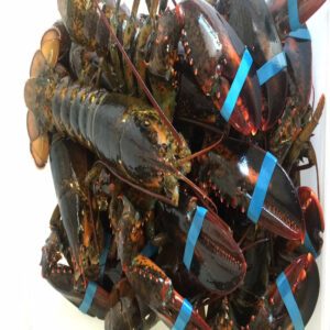 Live Maine Lobster