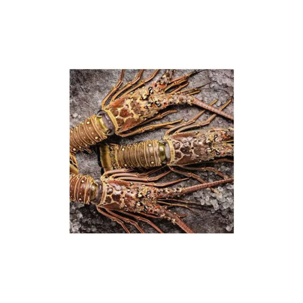 High Grade Live Lobster and Crayfish Available at Low Market Price