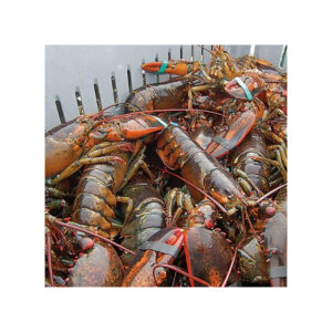 Fresh Live Lobster Wholesale Live Canadian Lobsters Live Boston Lobsters Seafood Products