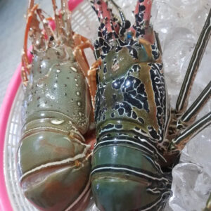 Premium Quality Seafood Fresh and Frozen Lobster Frozen Lobster Frozen Lobster Tails Fresh Lobsters