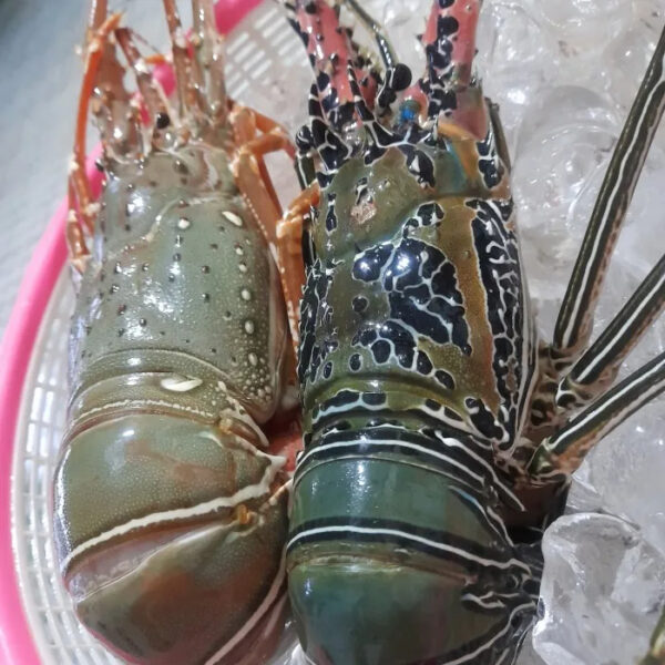 Premium Quality Seafood Fresh and Frozen Lobster Frozen Lobster Frozen Lobster Tails Fresh Lobsters