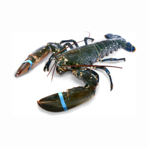 Get Fresh Lobsters Delivered to You at Excellent Prices for Wholesale Purchase