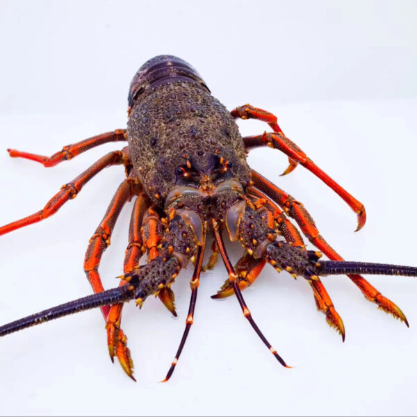 Wholesale 100% Top Quality Fresh  Live Frozen Lobsters (Seafood) in Bulk at Best Market Price Worldwide at Low Price