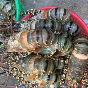 High Quality Cheap Wholesale Price Fresh / Live / Frozen Canadian Lobsters (Seafood) for Sale