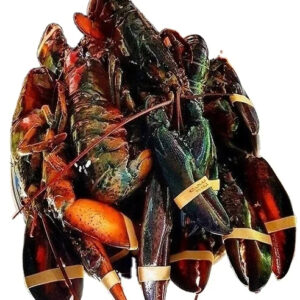 Frozen Lobsters Black Lobster for Wholesale