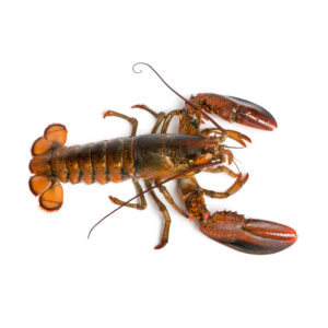 Grilled Lobster tails with Garlic Butter Lobsters for Seafood Restaurants and Catering