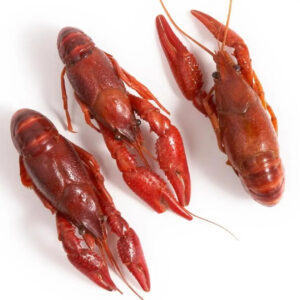 Fresh American Lobsters and Red King Crab Ready for Export Frozen Style for Food Variety