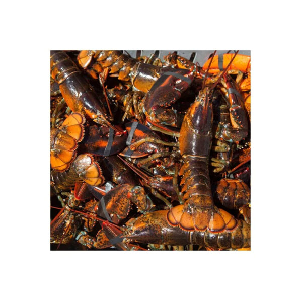 Fresh Live Lobster Frozen Lobster Tail Frozen Lobster Budget friendly Options