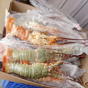Fresh New Stock Seafood Fresh and Frozen Lobsters Best Wholesale Lobster Tails Live Lobsters Live Spiny Lobsters for Sale