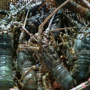 Buy Export Products Canadian Lobster Wholesale Prices Shrimps Seafood Green Raw Frozen Pink Lobsters