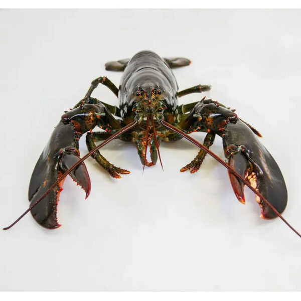 Canadian Lobsters Frozen Lobster Available - Image 2