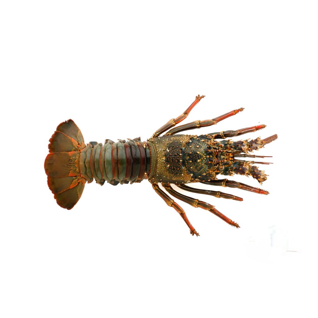 Premium Fresh Lobster Wild-Caught Succulent Ocean-Fresh