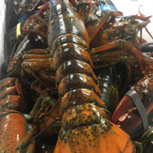 Quality Pacific Canadian Red Lobsters