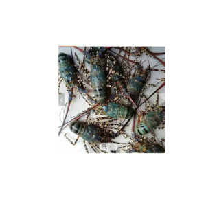 Wholesales Custom Private Label Lobster for Food Human Consumption Fresh tails Blue Live Canadian Lobsters