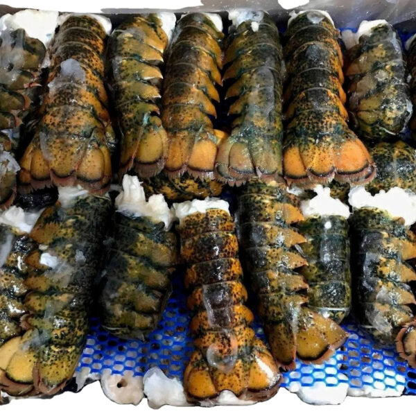 Seafood Fresh and Frozen Lobster Frozen Lobster Frozen Lobster Tails Fresh Lobsters Canadian