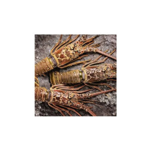 Fresh live Canadian lobster for sale perfect for seafood lovers