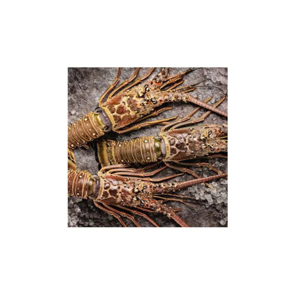 Fresh live Canadian lobster for sale perfect for seafood lovers