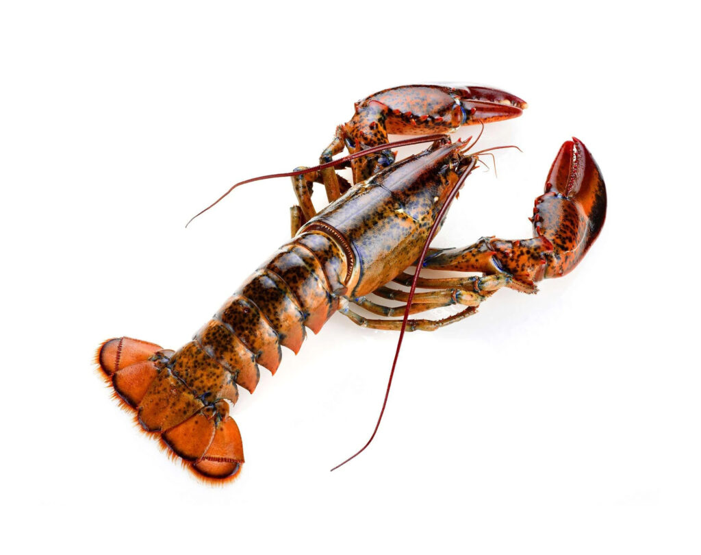 Best Grade Live Lobster and Crayfish Available at Low Market Price Hot Sales Frozen Lobster with Highest Export Live Lobsters Q