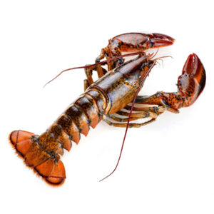 Best Grade Live Lobster and Crayfish Available at Low Market Price Hot Sales Frozen Lobster with Highest Export Live Lobsters Q