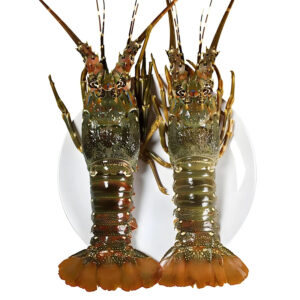 Wholesale 400/500g Class- a Frozen Lobster Whole IWP in 10 kg Carton Top Quality Wild Catch