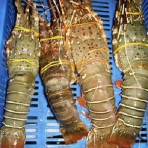 Live Lobster Spiny Lobster Frozen Lobster