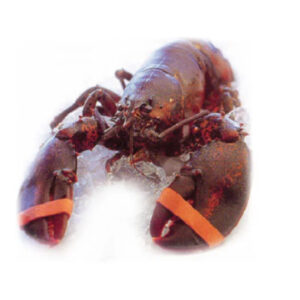 Hot Selling Price of Fresh / Live / Frozen Canadian Lobsters (Seafood) in Bulk Quantity