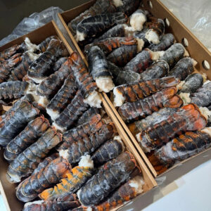 High Export Standard Spiny Lobster Frozen Raw Whole Lobster Available At Best Price
