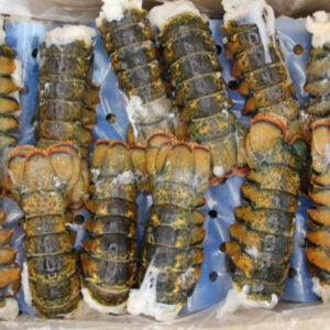 Wholesale Price Fresh and Frozen Lobster for Sale Red Lobsters in Bulk Raw Frozen Lobster Tails