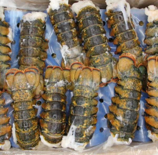 Wholesale Price Fresh and Frozen Lobster for Sale Red Lobsters in Bulk Raw Frozen Lobster Tails