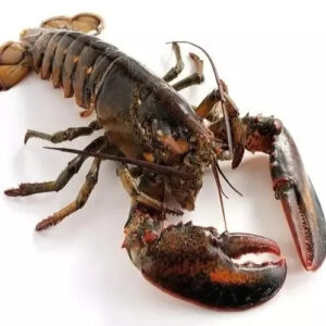 Best price Fresh Frozen Lobsters Raw Lobsters Live Lobsters