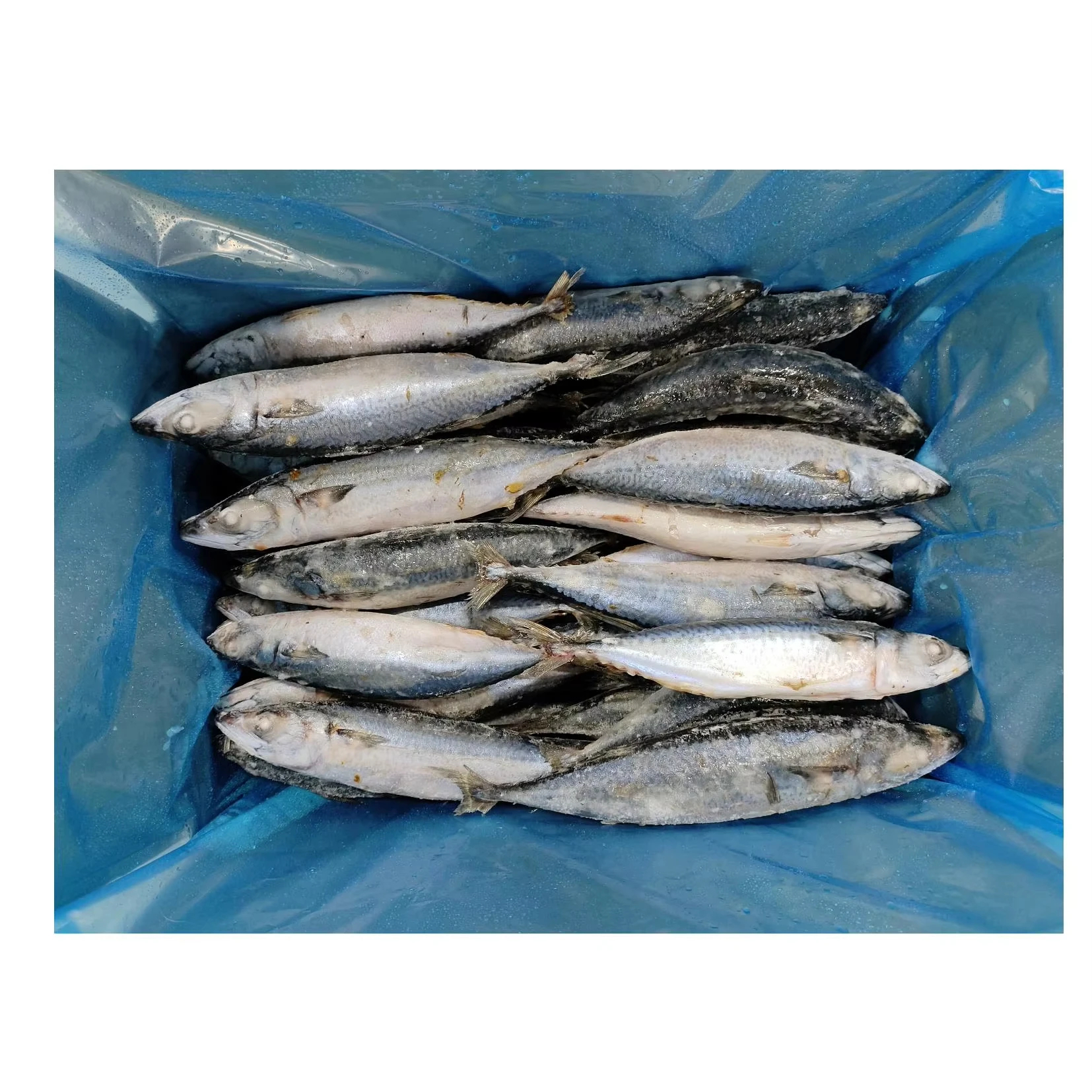M208 Frozen Fish Frozen Mackerel