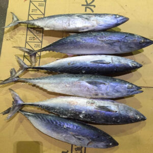 Best Seller High Quality Frozen Seafood Fish 300-500g Pacific Fresh Ship Frozen Mackerel Raw Material Block in Stock