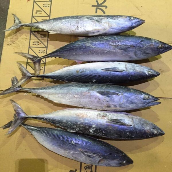 Best Seller High Quality Frozen Seafood Fish 300-500g Pacific Fresh Ship Frozen Mackerel Raw Material Block in Stock