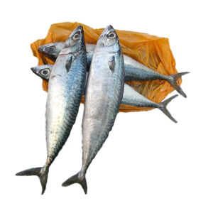200-300g Whole Fresh Frozen Mackerel Fish Prices