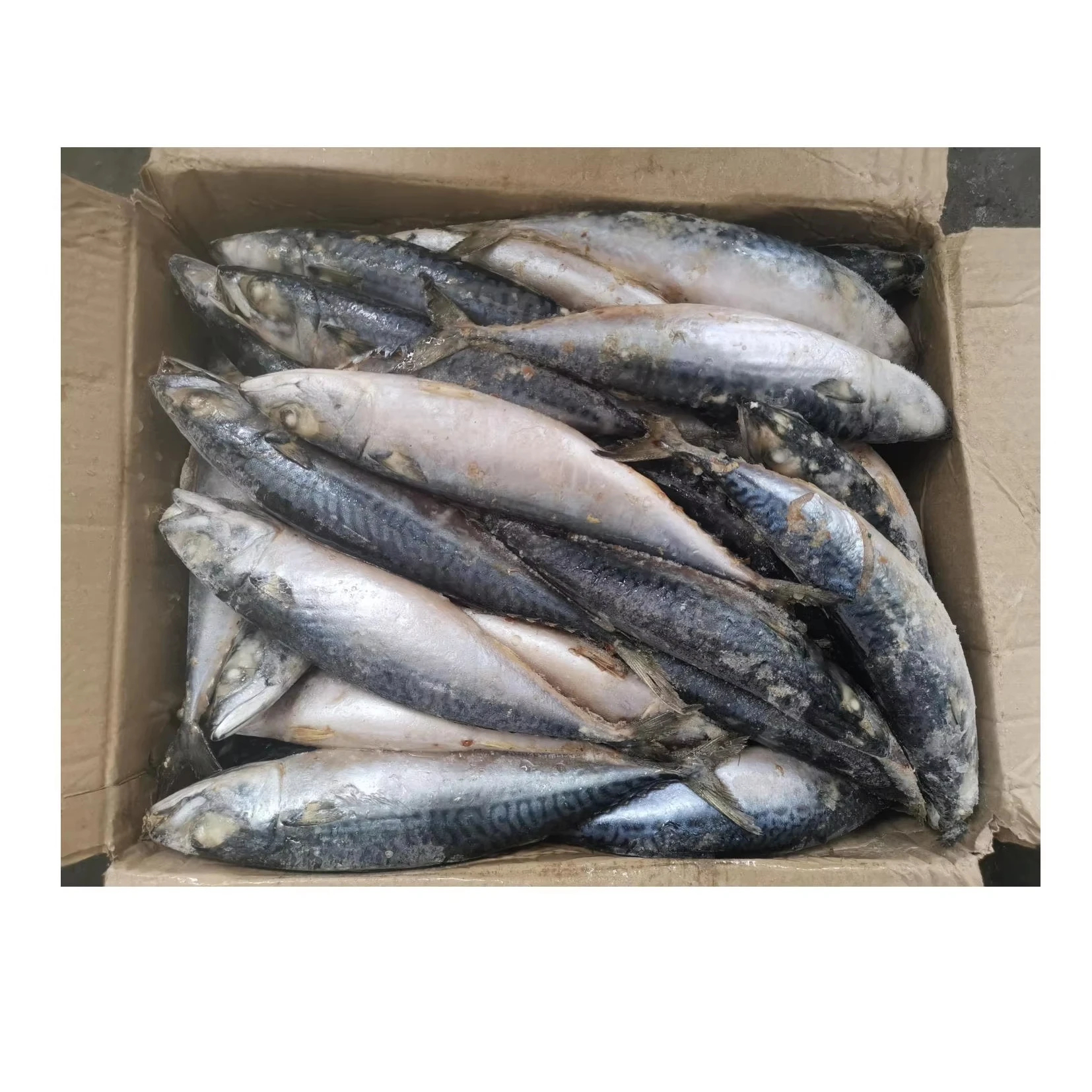 M5 300-500g Frozen Mackerel Indian Ocean Origin Big Size Frozen Pacific Mackerel Fish Scomber Japonicus