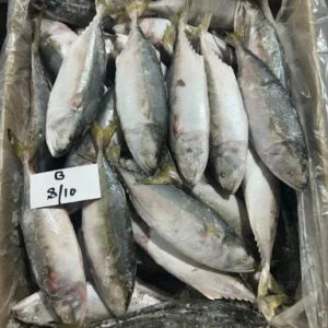 Fresh Indian Mackerel Fish Premium Quality Sustainably Sourced Rich in Omega-3 Perfect for Grilling Baking or Curries