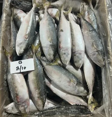 Fresh Indian Mackerel Fish Premium Quality Sustainably Sourced Rich in Omega-3 Perfect for Grilling Baking or Curries