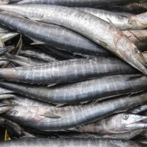 High Quality Frozen King Mackerel From Makassar City South Sulawesi Indonesia High Quality Frozen King Mackerel From Makassar City South Sulawesi Indonesia