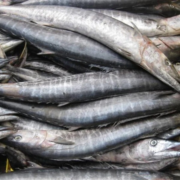 High Quality Frozen King Mackerel From Makassar City South Sulawesi Indonesia