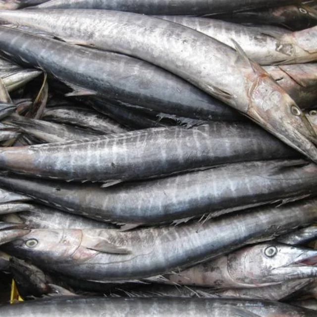 High Quality Frozen King Mackerel From Makassar City South Sulawesi Indonesia