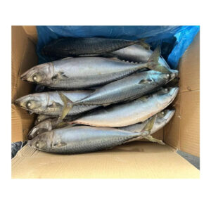 Frozen Pacific Mackerel and Mackerel Fish High Quality Wholesale Frozen Saba Mackerel Fish for Sale Frozen Pacific Mackerel and Mackerel Fish High Quality Wholesale Frozen Saba Mackerel Fish for Sale