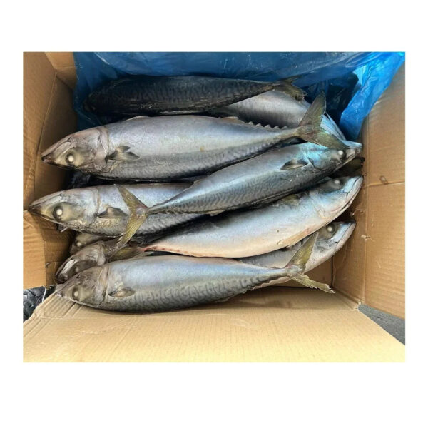 Frozen Pacific Mackerel and Mackerel Fish High Quality Wholesale Frozen Saba Mackerel Fish for Sale
