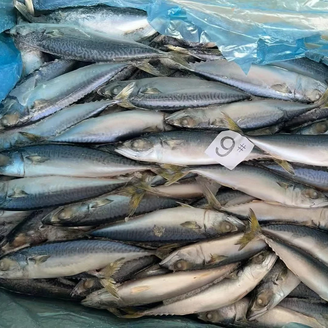Land Frozen Pacific Mackerel 100-200g Whole Round Frozen Mackerel Fish from Indian Ocean