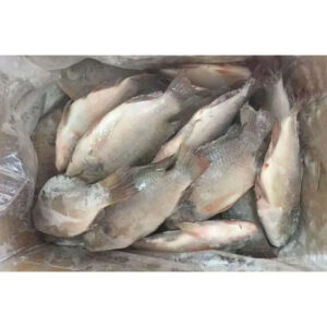 Export Congele Poisson Tilapia Fish Indian Ocean Tilapia En Gros Whole Frozen Tilapia Fish Wholesale