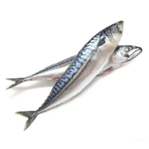 Frozen Mackerel Fish for Sale Fresh Frozen Mackerel Fish Pacific Mackerel Tuna Bait Frozen Mackerel Fish for Sale Fresh Frozen Mackerel Fish Pacific Mackerel Tuna Bait