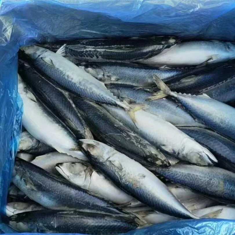 New Season High Quality Frozen Mackerel Cold Storage 10kg/15kg Per CTN Milkfish Salmon Tilapia