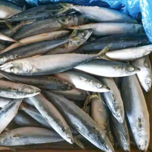 Wholesale Frozen Pacific Mackerel Fish Bqf Indian Ocean Mackerel Fish 150 250g for Fishing Bait Importers in Africa